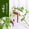 Ramas de árbol simuladas, hojas, relojes colgantes con frutas, ramas de oliva, bambú del cielo del sur, decoración suave interior, rama de madera borracha de caballo -1