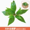 Plantas verdes, paredes de plantas simuladas, céspedes de plástico, balcones, fondos interiores, paredes de flores, azul del lago, hojas de hiedra verde, 1 rama