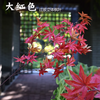 Hojas simuladas de árbol de banyan, hojas de arce rojo, hojas de ginkgo, centro comercial, ramas falsas interiores, rojo rosa, rojo grande, hojas de arce tridimensionales pegadas, 1 rama