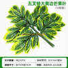 Hojas simuladas de árbol de banyan, hojas de arce rojo, hojas de ginkgo, ramas falsas interiores, amarillo claro, cinco bifurcados, hojas de mango, 12 ramas