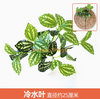 Plantas verdes, paredes de plantas simuladas, césped de plástico, balcones, fondos interiores, paredes de flores, azul marino, hojas de agua fría, 1 rama