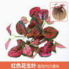 Plantas verdes, paredes de plantas simuladas, césped de plástico, balcones, fondos interiores, paredes de flores, rosa roja, hojas de maní rojo, 1 rama