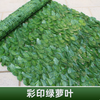 Muro de planta verde simulada, valla de plástico, valla, hojas de hiedra verde estampada de color al aire libre (1 metro * 1 metro), incluido con seda y 2 mariposas